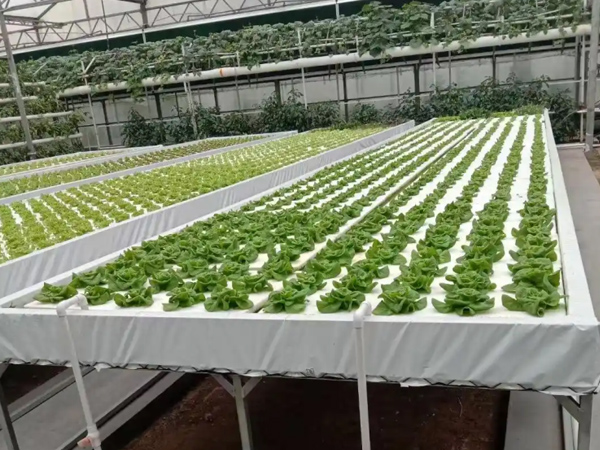 Greenhouse Mobile Tidal Grow Bench