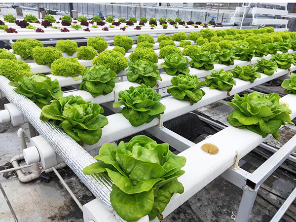 Soilless Culture Trough