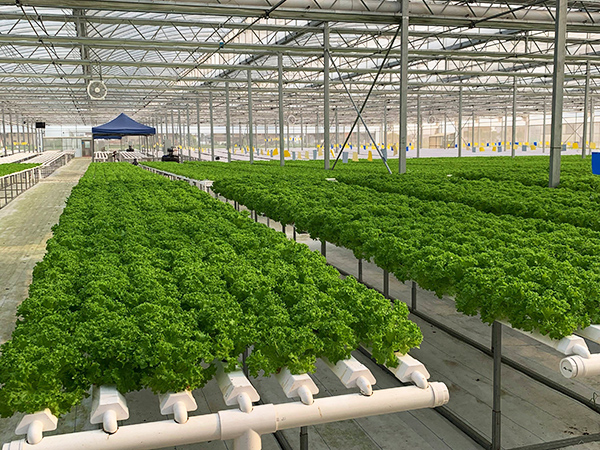 Hydroponic Gutter