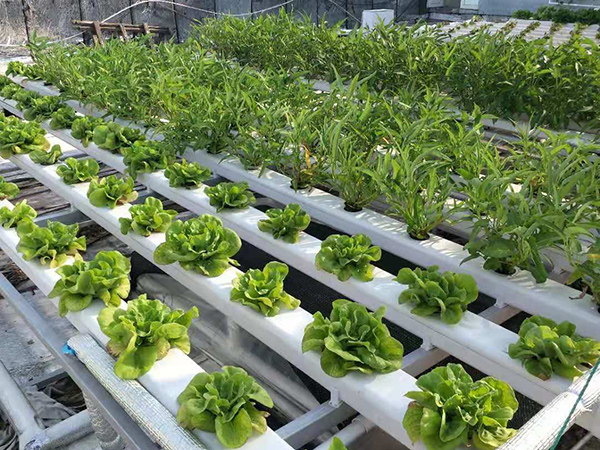 Hydroponic Grow Bed