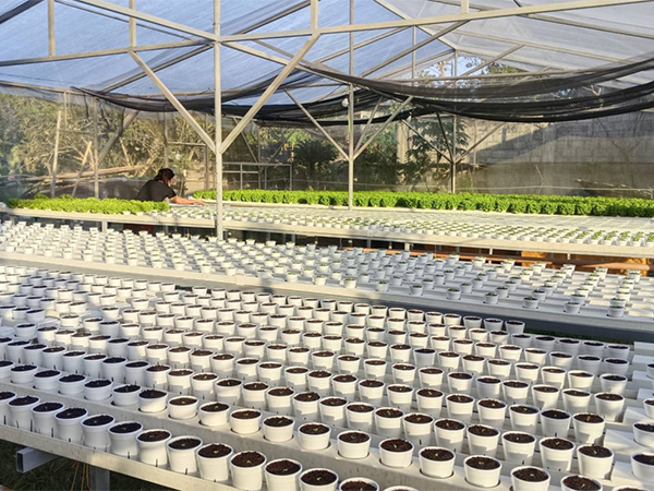 Hydroponic Planting Trough