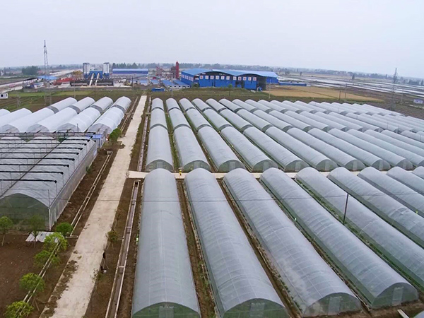 Which Greenhouse Is Best for Growing Strawberries?