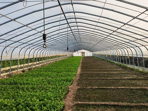 Is a glass greenhouse or a film greenhouse used for flower cultivation?