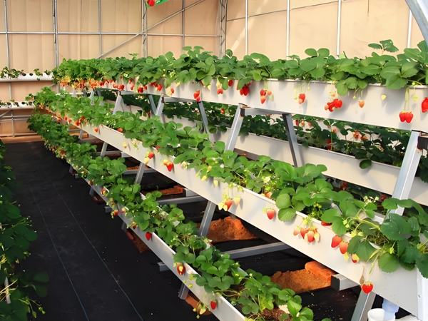 Strawberry Growing Trough