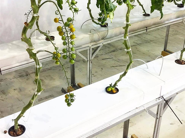 Tomato Growing Trough