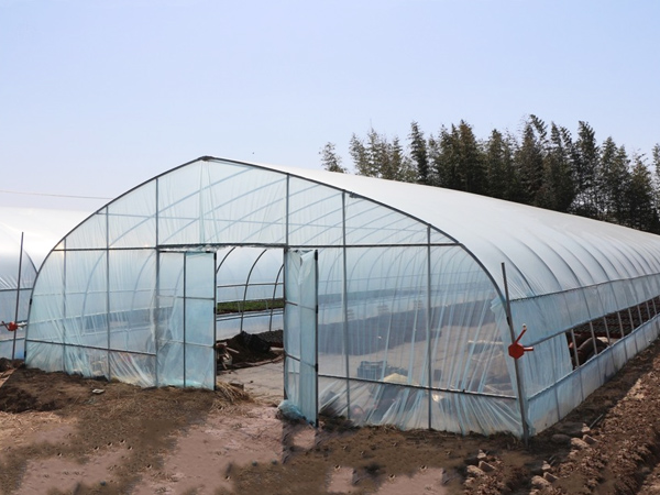 Single Span Plastic Film Tunnel Greenhouse