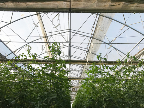 Gothic Tunnel Greenhouse