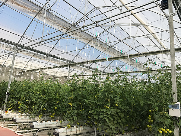 Gothic Arch Greenhouse