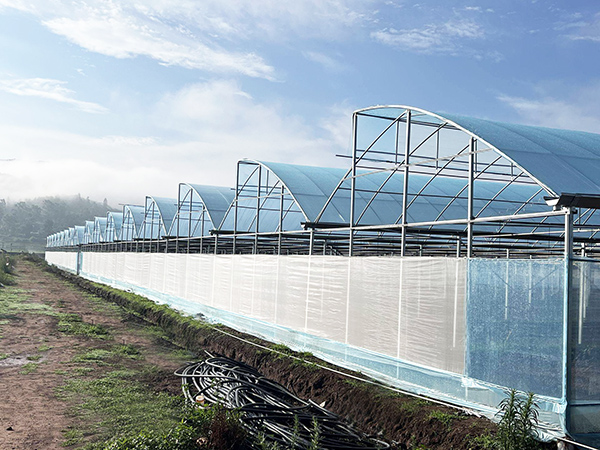 Serrated Greenhouse