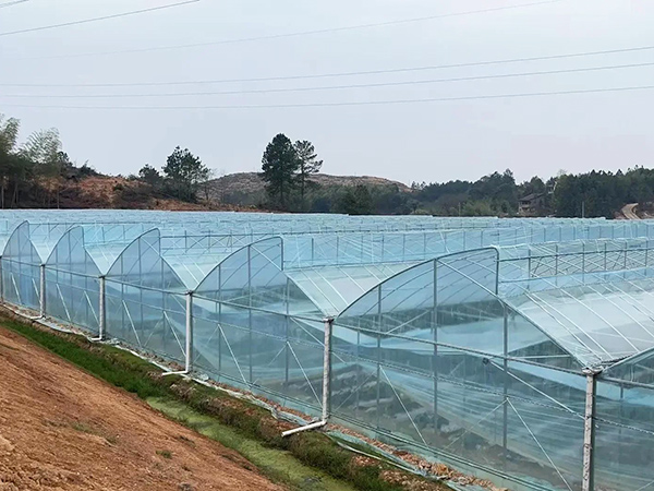 Sawtooth Greenhouse