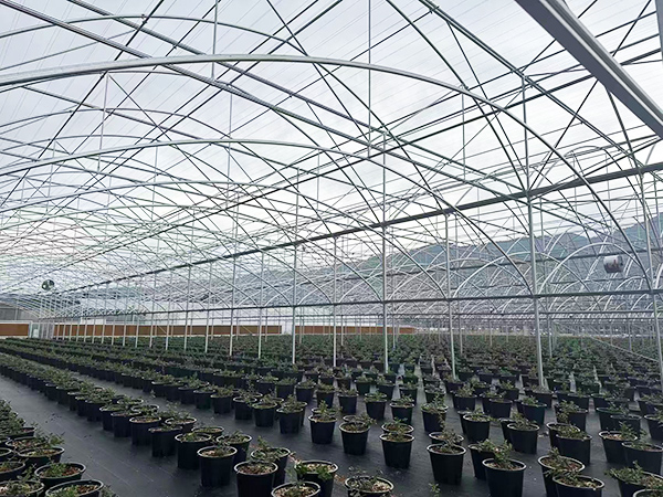 Wide Span Multi-Span Greenhouse