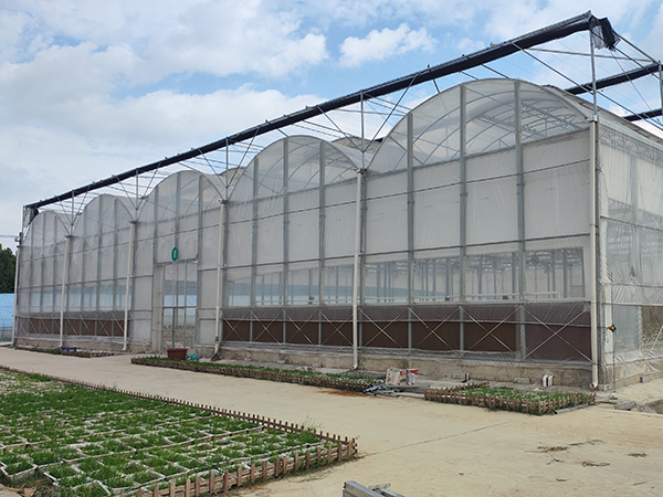 Connected Polyethylene Greenhouse