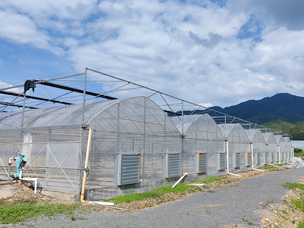 Multi-Span Plastic Film Greenhouse Tunnel
