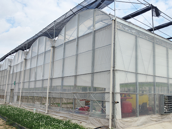 Connected Multi-span Film Greenhouse