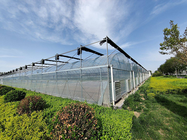Multi-Span Film Greenhouse With External Shading System