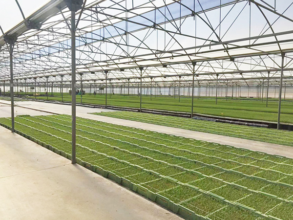 Multi-Span Seedling Greenhouse