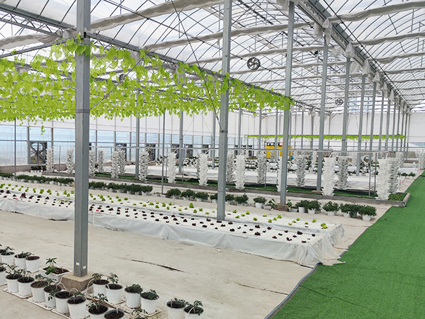 Automatic Multi-Span Plastic Film Greenhouse