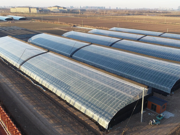 Energy-Saving Solar Greenhouse
