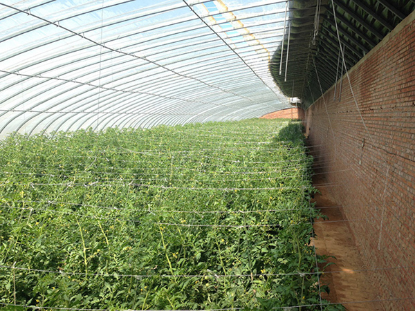 Sunlight Greenhouse / Solar Greenhouse