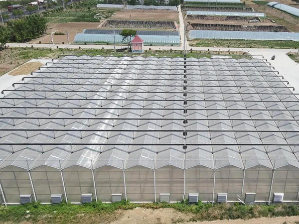 Multi-span Polycarbonate Greenhouse