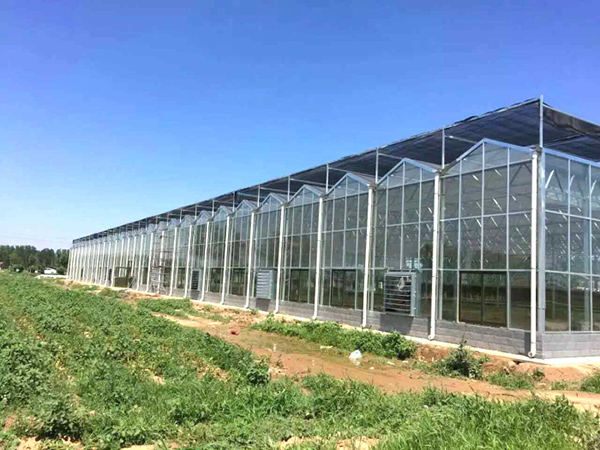 Glass Greenhouse