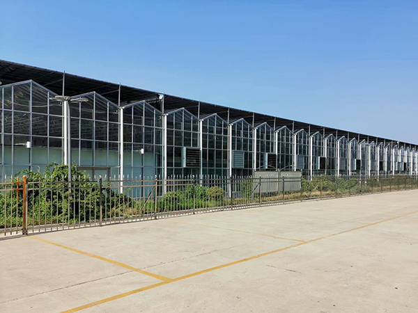 Intelligent Multi-Span Glass Greenhouse