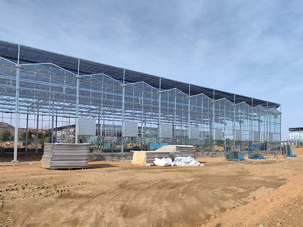 Venlo Type Glass Greenhouse