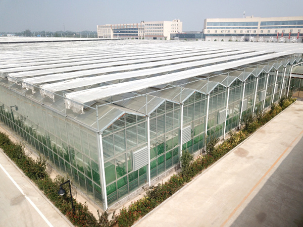 Automatic Multi-Span Glass Greenhouse